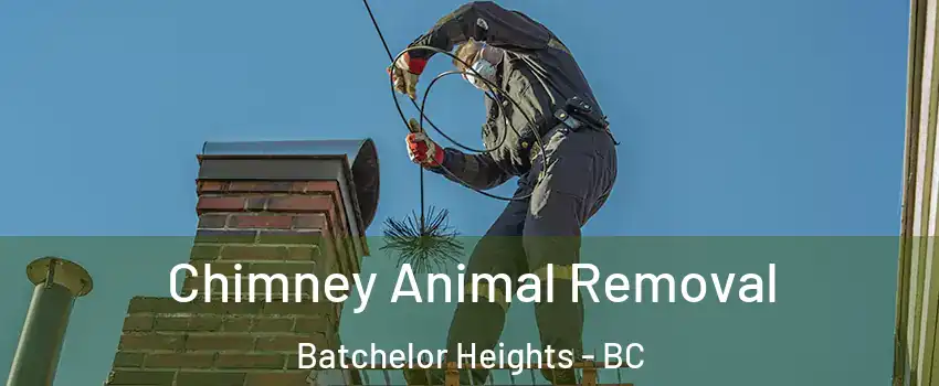 Chimney Animal Removal Batchelor Heights - BC