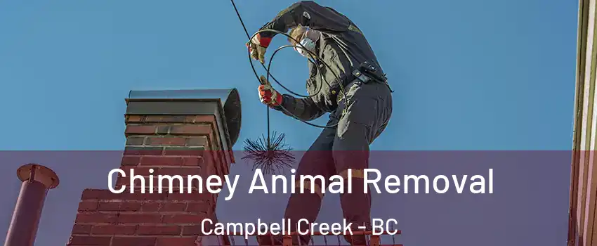 Chimney Animal Removal Campbell Creek - BC