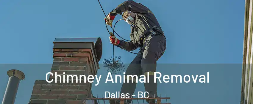 Chimney Animal Removal Dallas - BC