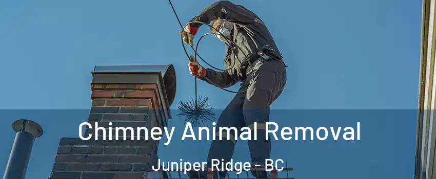 Chimney Animal Removal Juniper Ridge - BC