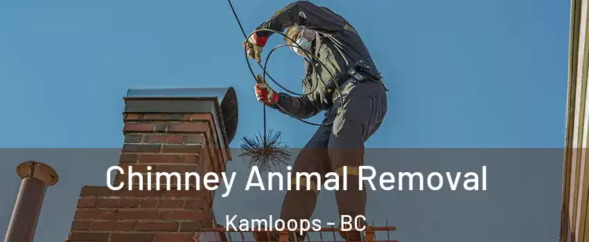 Chimney Animal Removal Kamloops - BC