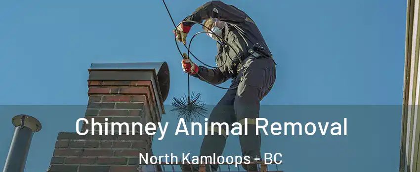 Chimney Animal Removal North Kamloops - BC