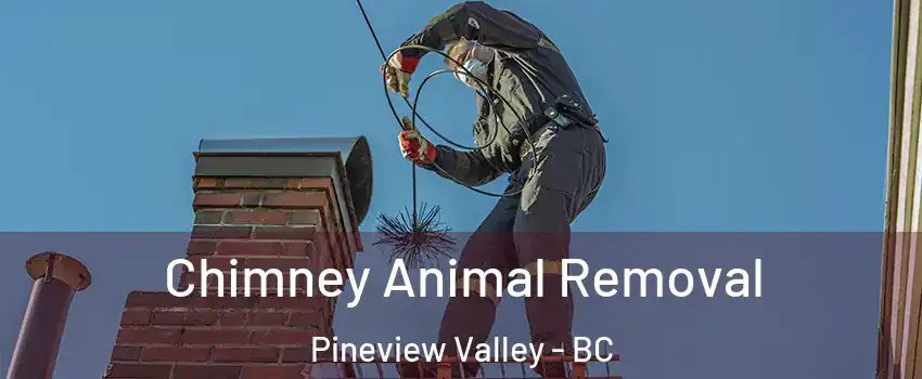 Chimney Animal Removal Pineview Valley - BC
