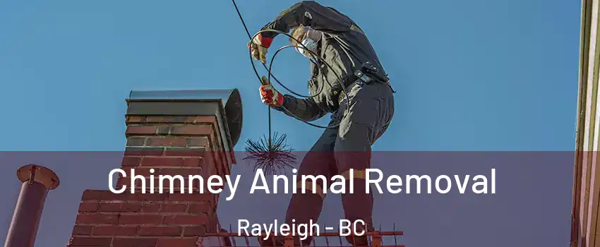 Chimney Animal Removal Rayleigh - BC