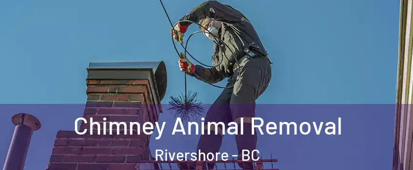Chimney Animal Removal Rivershore - BC