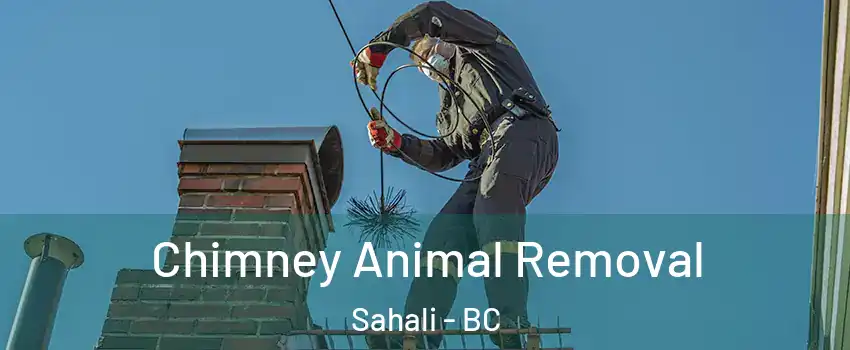 Chimney Animal Removal Sahali - BC