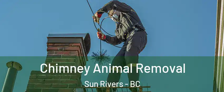 Chimney Animal Removal Sun Rivers - BC