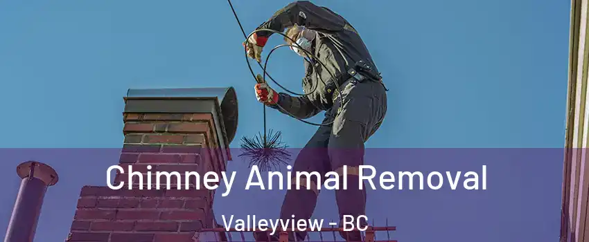 Chimney Animal Removal Valleyview - BC