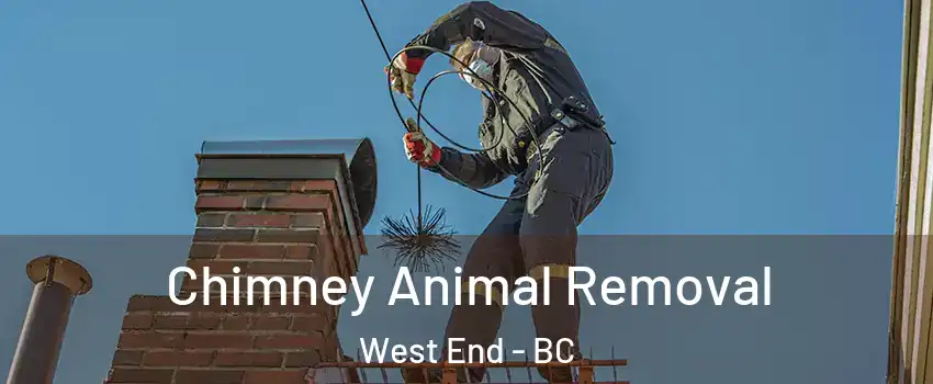Chimney Animal Removal West End - BC